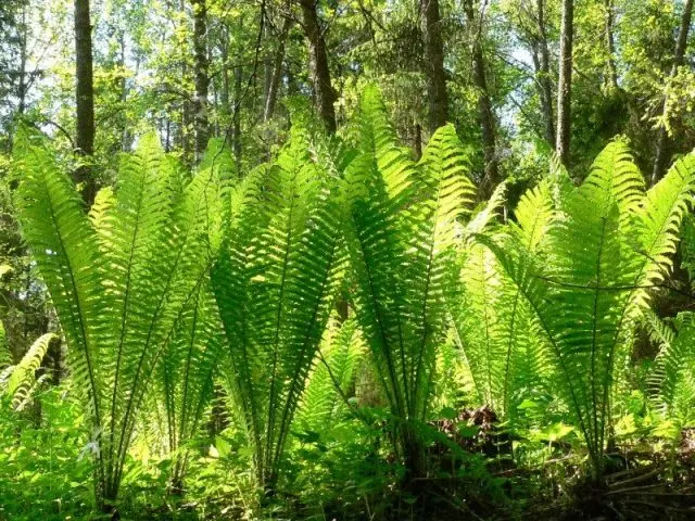 Fern ostrich (ostrich feather): photo, description