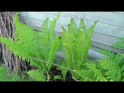 Fern ostrich (ostrich feather): photo, description