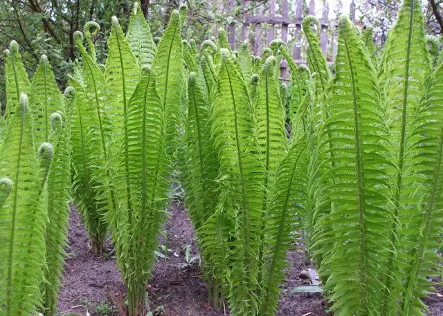 Fern ostrich (ostrich feather): photo, description