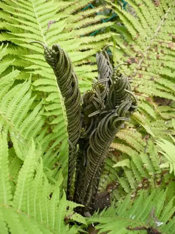 Fern ostrich (ostrich feather): photo, description