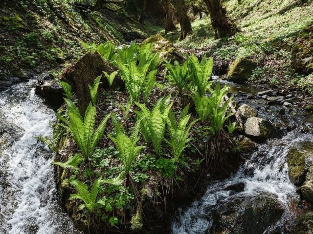 Fern ostrich (ostrich feather): photo, description