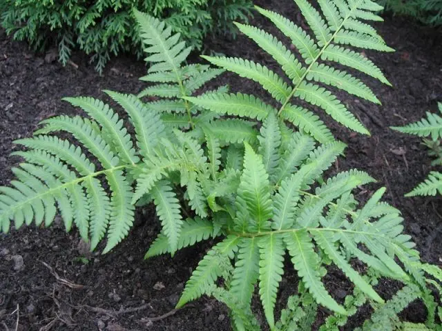 Fern ostrich (ostrich feather): photo, description