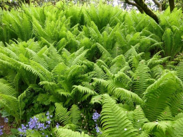 Fern ostrich (ostrich feather): photo, description