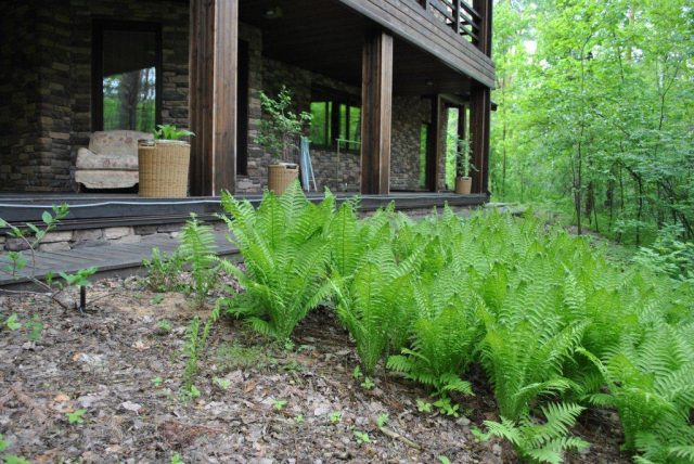 Fern ostrich (ostrich feather): photo, description