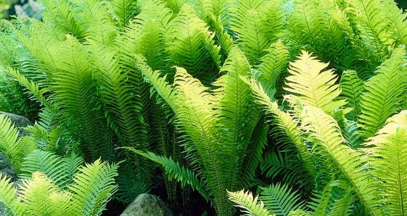 Fern ostrich (ostrich feather): photo, description