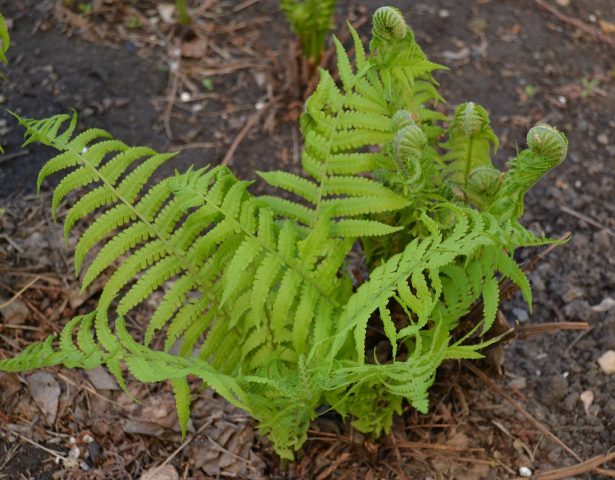 Fern ostrich (ostrich feather): photo, description