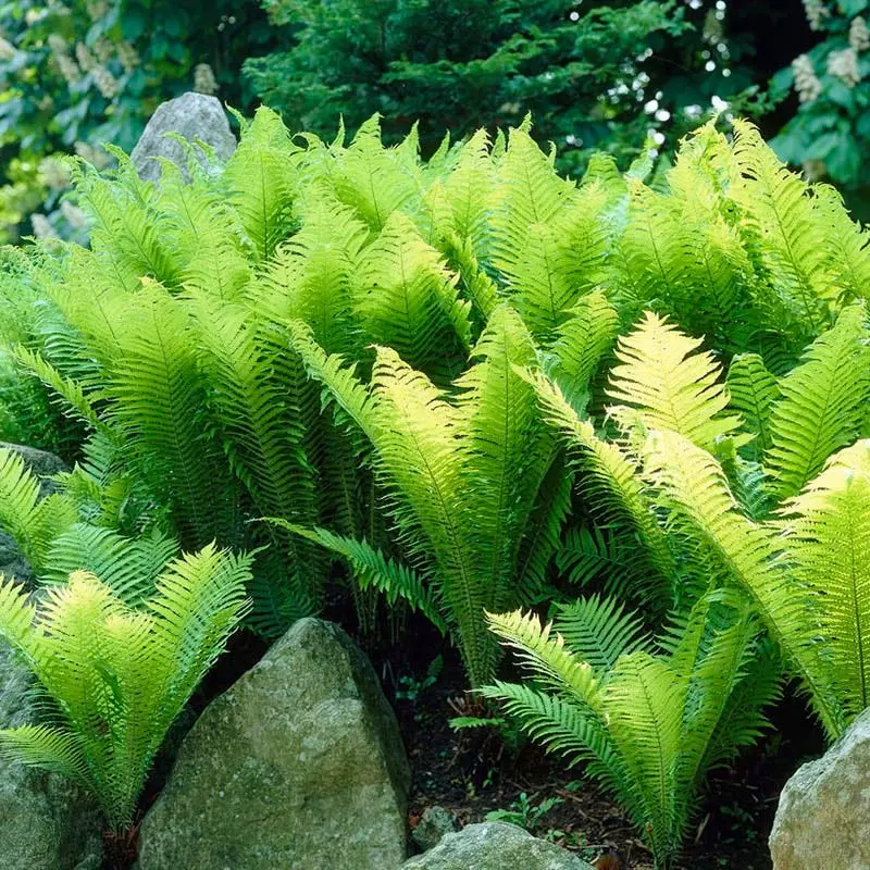 Fern ostrich (ostrich feather): photo, description