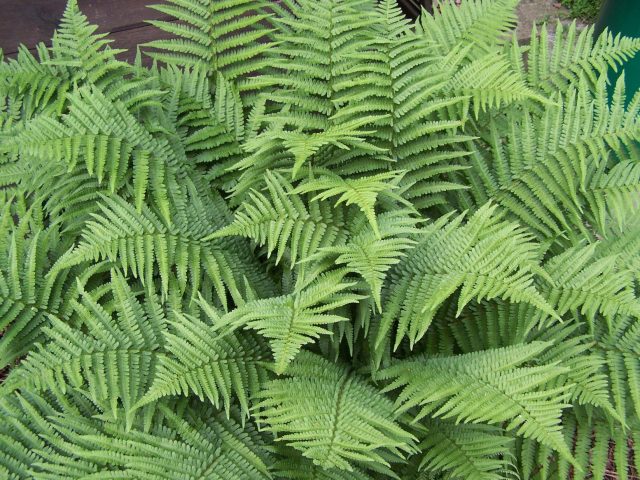 Fern shield (male): photo, what it looks like, where it grows, reproduction