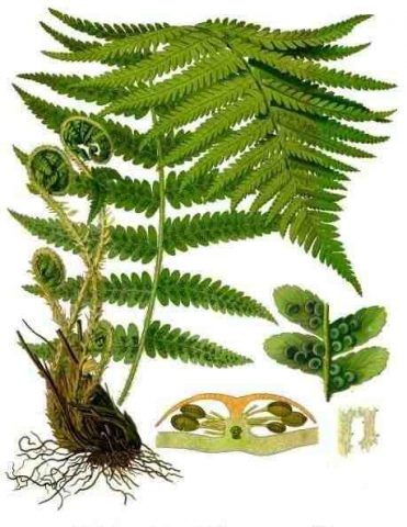 Fern shield (male): photo, what it looks like, where it grows, reproduction