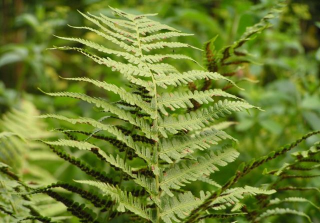 Fern shield (male): photo, what it looks like, where it grows, reproduction