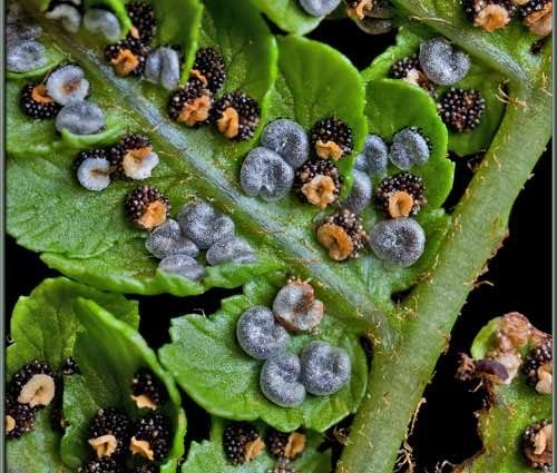 Fern shield (male): photo, what it looks like, where it grows, reproduction