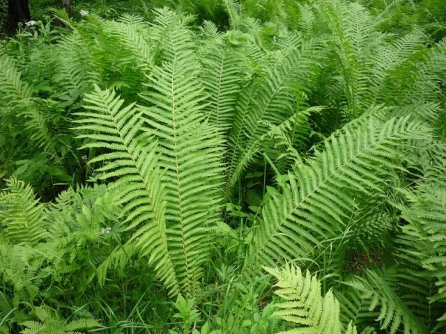 Fern shield (male): photo, what it looks like, where it grows, reproduction