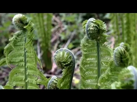 Fern shield (male): photo, what it looks like, where it grows, reproduction