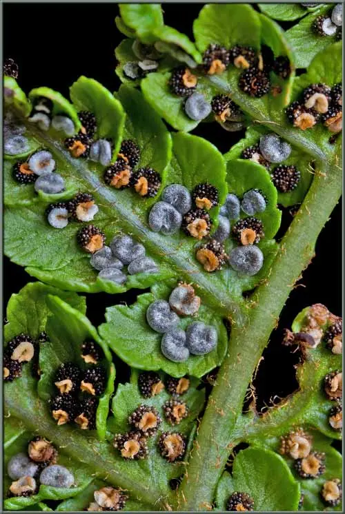 Fern shield (male): photo, what it looks like, where it grows, reproduction