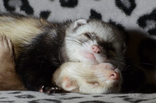 Ferret coughs: cold, treatment