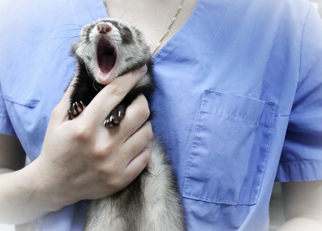 Ferret coughs: cold, treatment