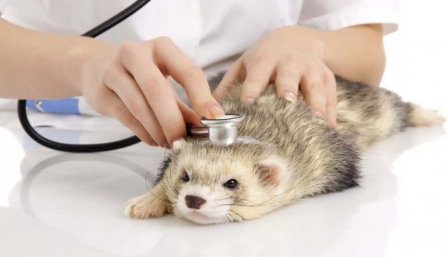 Ferret coughs: cold, treatment