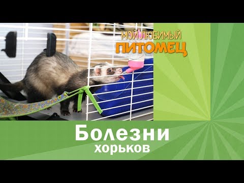 Ferret coughs: cold, treatment