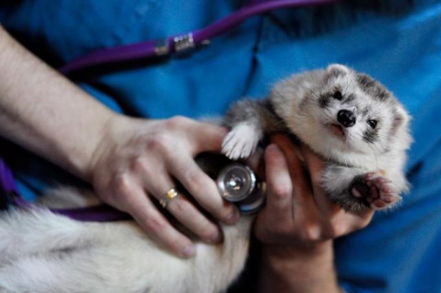 Ferret Diseases: Symptoms and Treatment