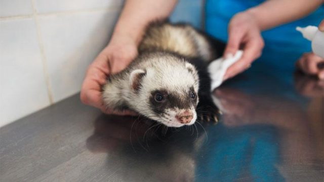 Ferret Diseases: Symptoms and Treatment