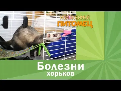 Ferret Diseases: Symptoms and Treatment