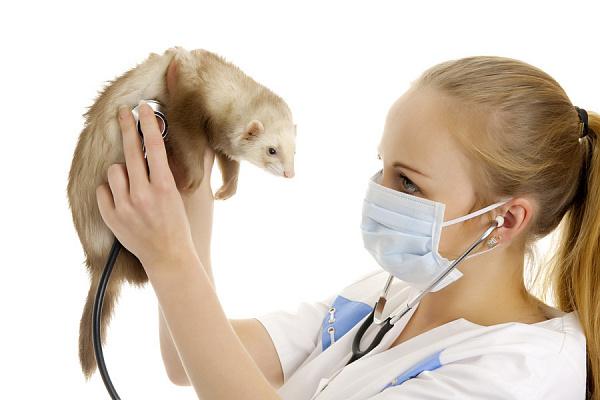 Ferret Diseases: Symptoms and Treatment