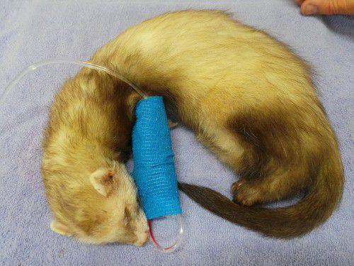 Ferret Diseases: Symptoms and Treatment