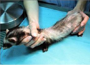 Ferret Diseases: Symptoms and Treatment