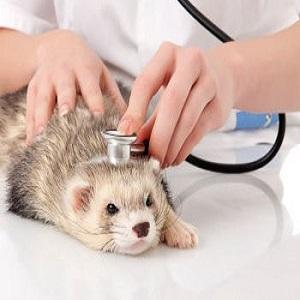 Ferret Diseases: Symptoms and Treatment