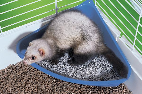 Ferret Diseases: Symptoms and Treatment