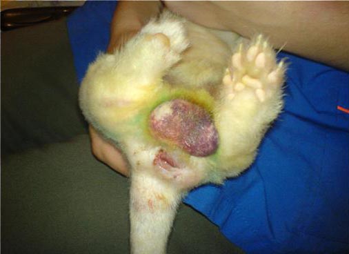 Ferret Diseases: Symptoms and Treatment