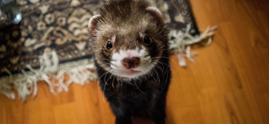 Ferret Diseases: Symptoms and Treatment