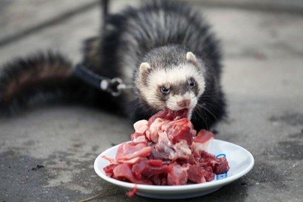 Ferret food