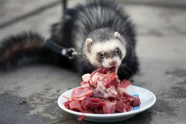 Ferret food