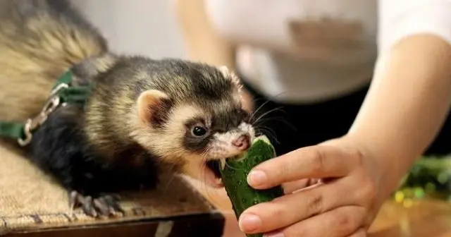 Ferret food