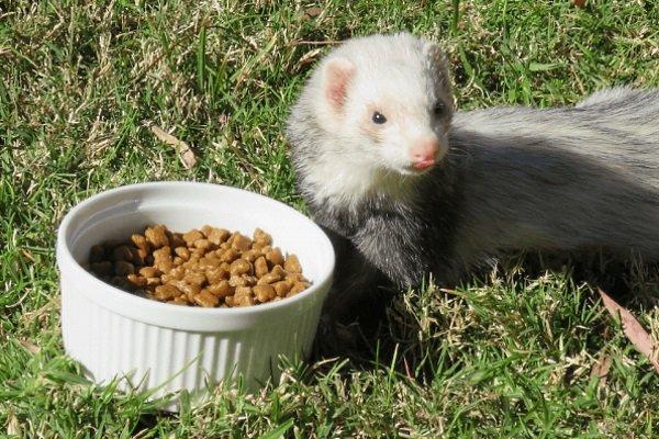 Ferret food