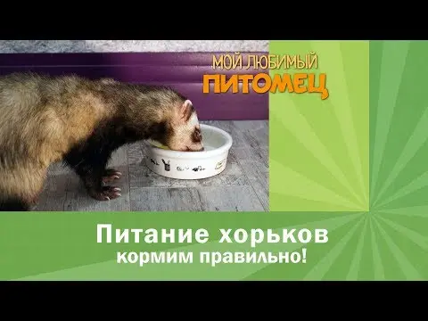 Ferret food