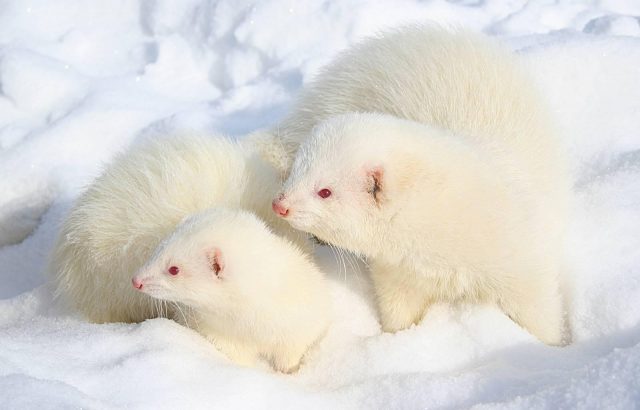 Ferret home white: photo