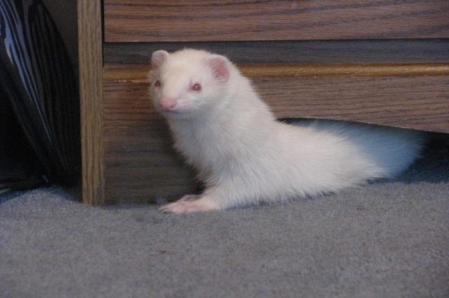 Ferret home white: photo