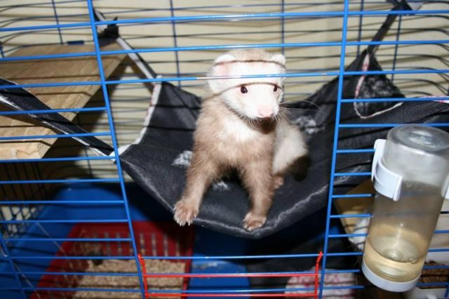 Ferret home white: photo