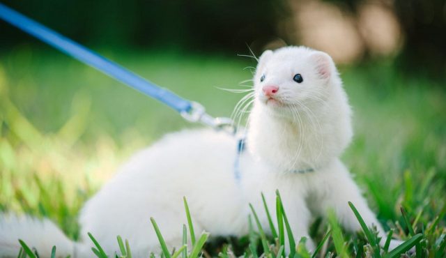 Ferret home white: photo