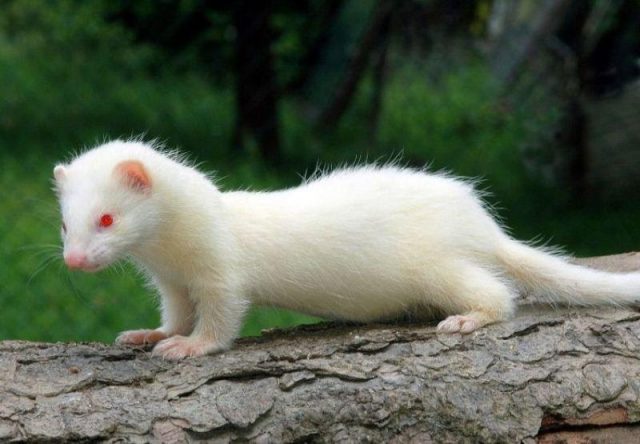 Ferret home white: photo