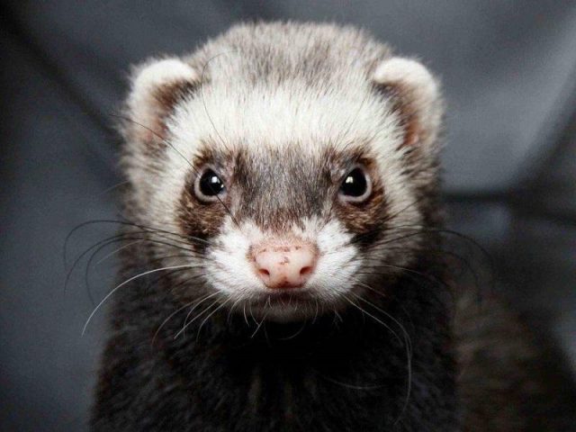 Ferret wild (ordinary): photo, what is dangerous