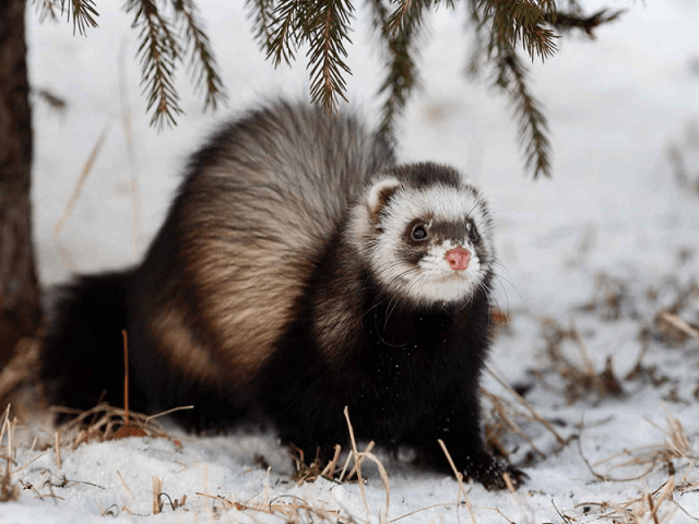 Ferret wild (ordinary): photo, what is dangerous