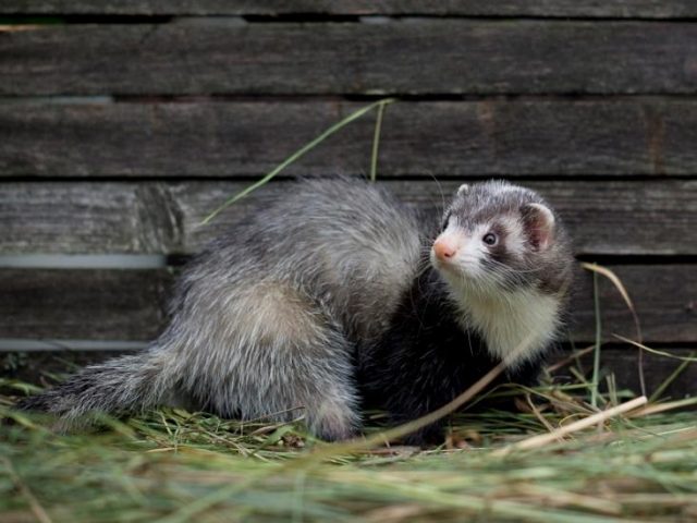 Ferret wild (ordinary): photo, what is dangerous