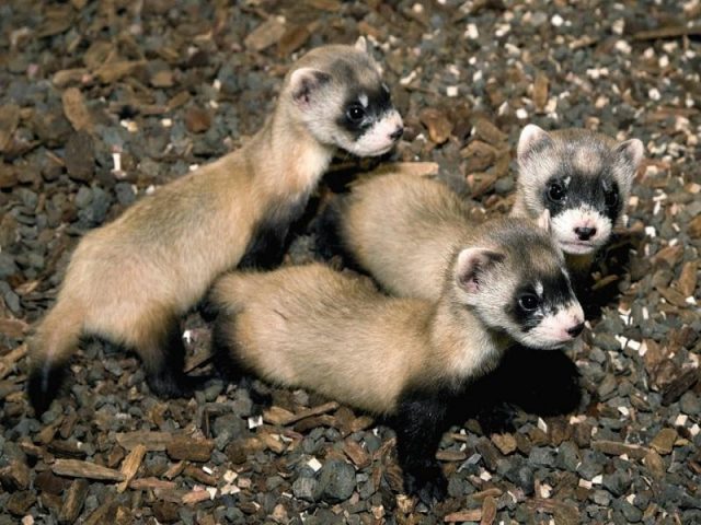 Ferret wild (ordinary): photo, what is dangerous