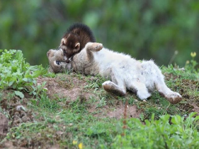 Ferret wild (ordinary): photo, what is dangerous