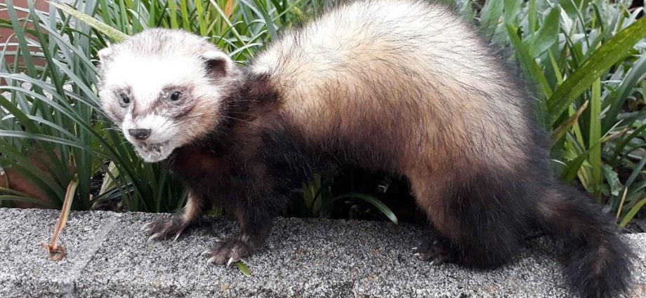 Ferret wild (ordinary): photo, what is dangerous