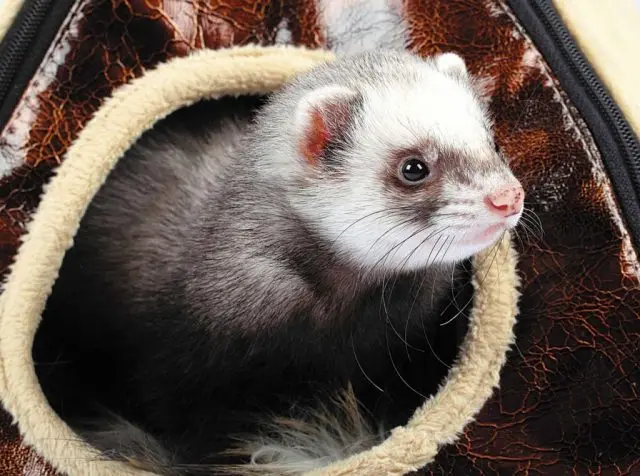 Ferrets at home: pros and cons