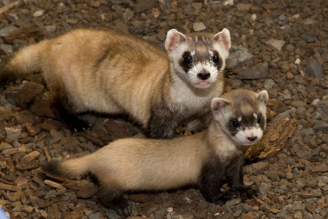 Ferrets at home: pros and cons